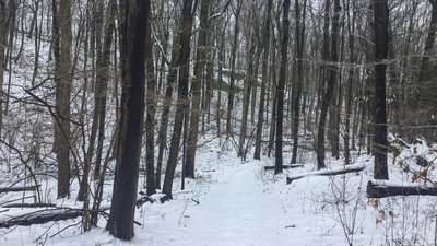 Swamp Trail in winter