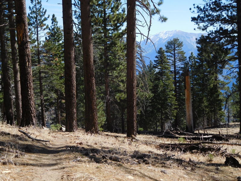 Hawkins Ridge Trail with Mt. Baldy