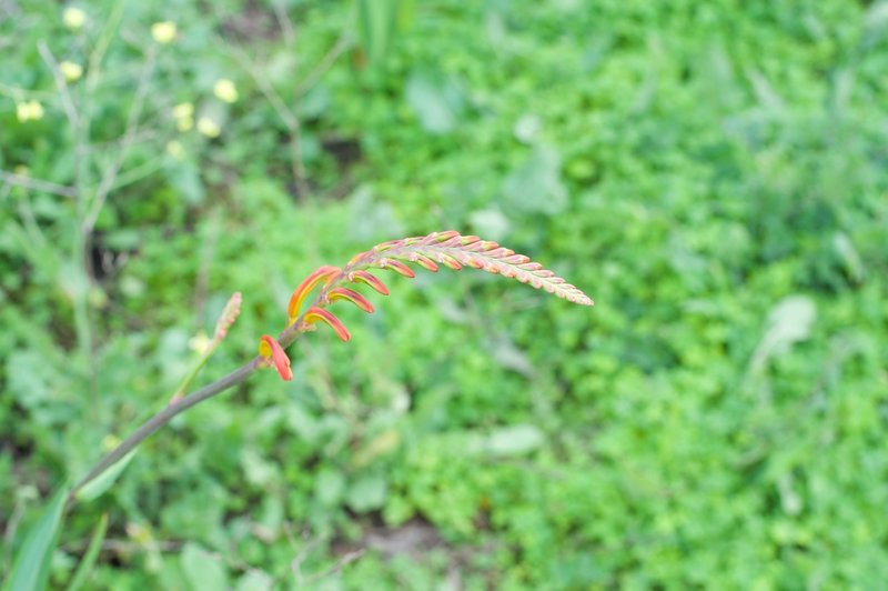 Flowering plants can be seen along the trail in the late winter and early spring.