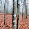 Bare maple trees on a wet, foggy day.