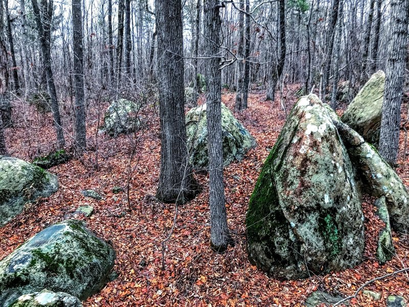 Half a billion year old Greenstone boulders