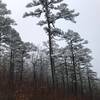 Trees frosted over near Hurricane Knob