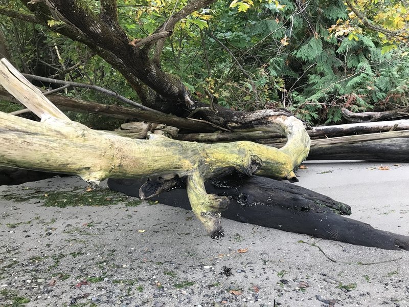 A tree twisting out onto the beach.