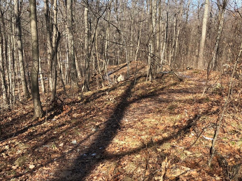 trail through the forest