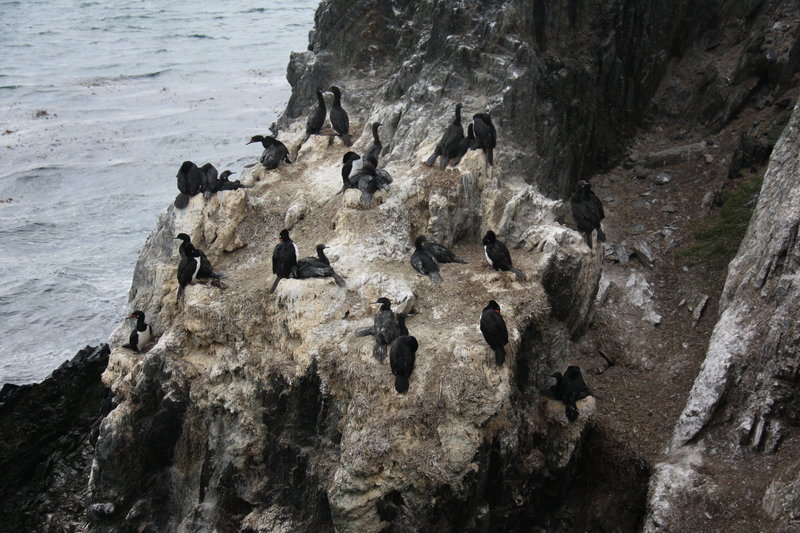 Rock Cormorants