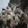 Rock Cormorants