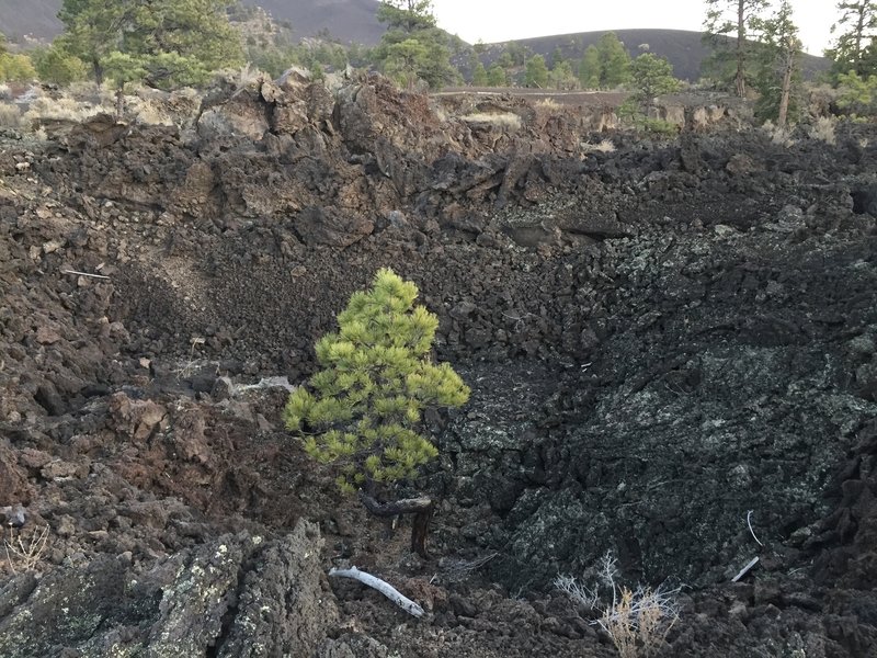 Small pine growing in the bottom of a former splatter cone!