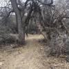 A stroll through the riparian zone filled with life.