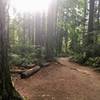 The dirt trail leading to Meadowdale Beach