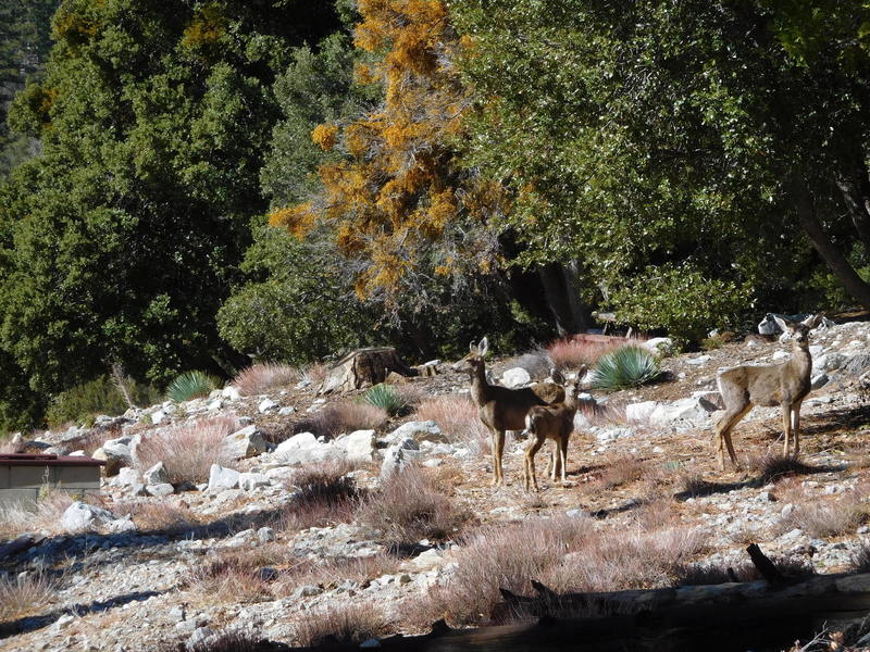 Forest residents near Tototngna Trail.