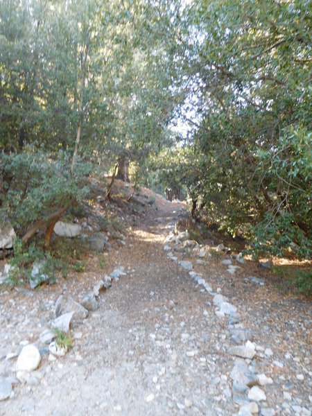 Half Knob Trail is mostly under oak and pine canopy.