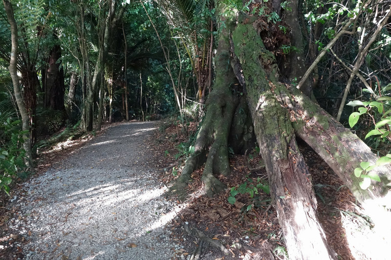 Marokopa Falls trail