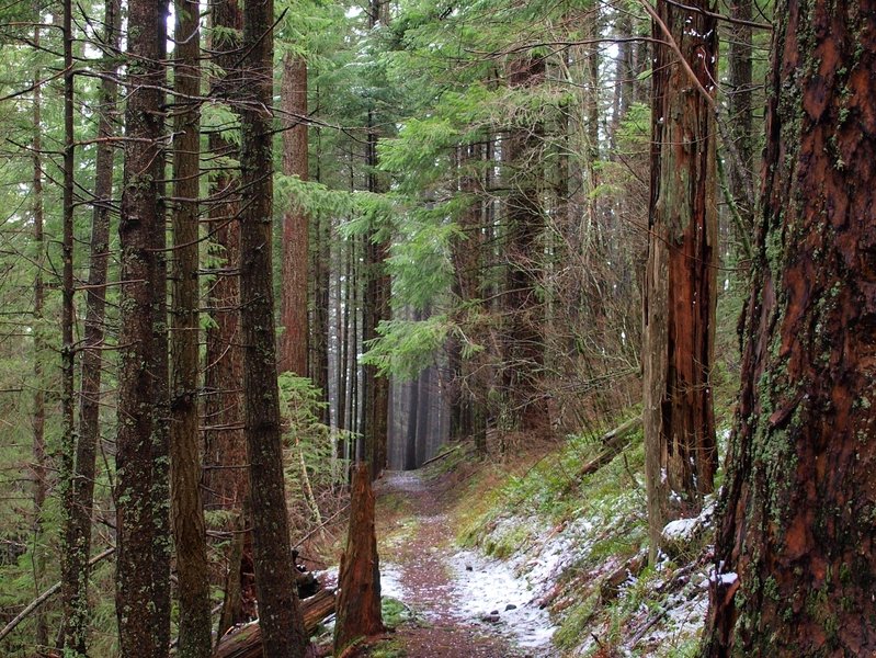 Along the Ridge Cutoff Trail