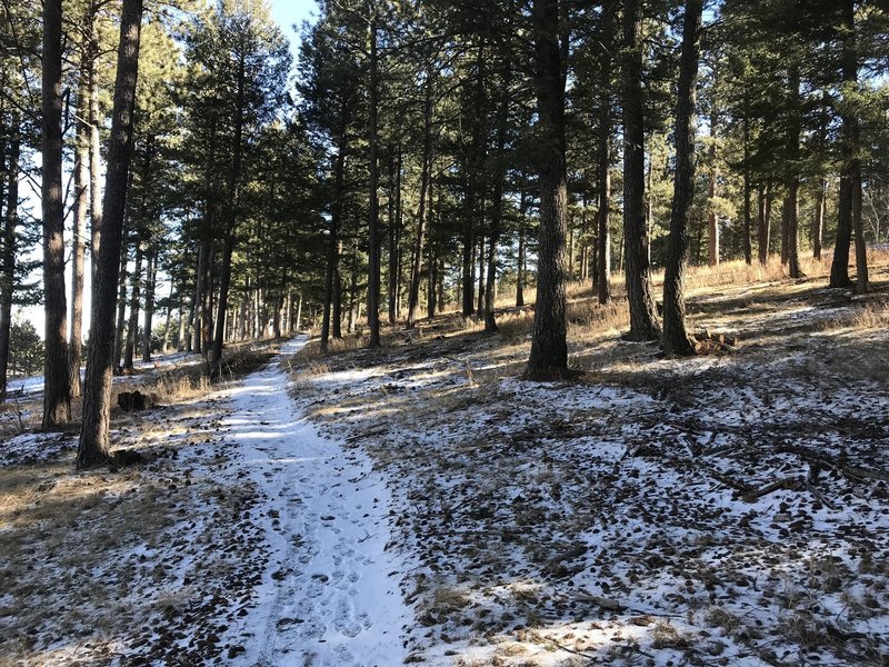 Genesee Mountain Trail turns back into singletrack after passing the bison preserve.