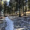 Genesee Mountain Trail turns back into singletrack after passing the bison preserve.