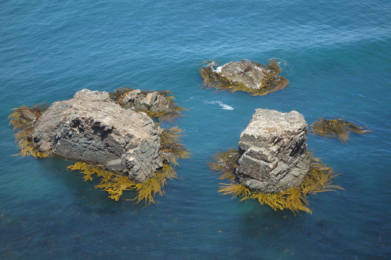 Three seaweed-skirted rocks below Nugget Point Lighthouse
