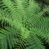 Silver fern (Cyathea dealbata)