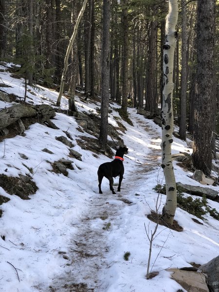 Conquering Mountain Lion Trail