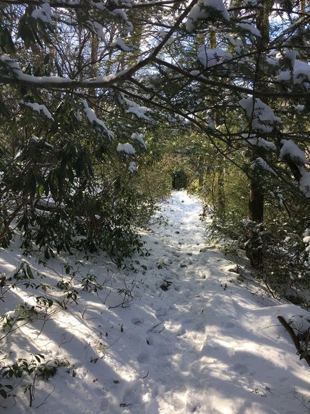 lower part of the rattlesnake swamp trail