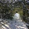 lower part of the rattlesnake swamp trail