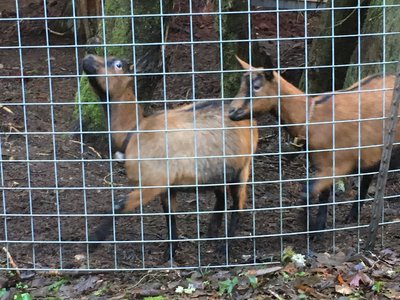 Say "hi" to the goats as you travel along the Cross Island Trail