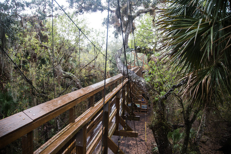 A walk among the canopy at Myakka River State Park