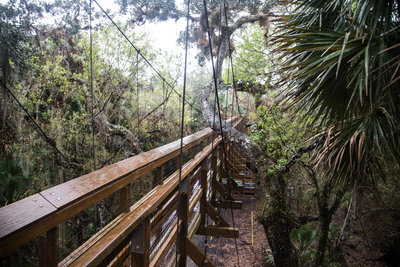 A walk among the canopy at Myakka River State Park