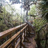 A walk among the canopy at Myakka River State Park