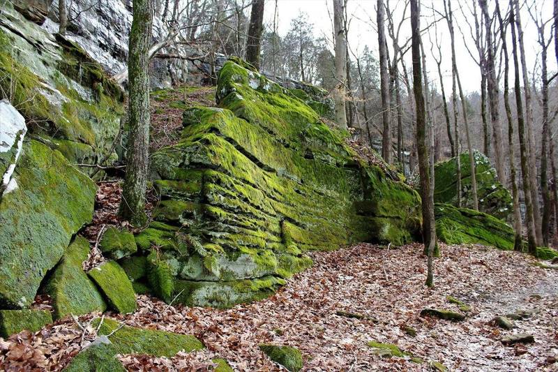 Mossy Wall