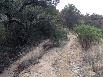 Colorful foliage and a great trail surface.... most of the time.