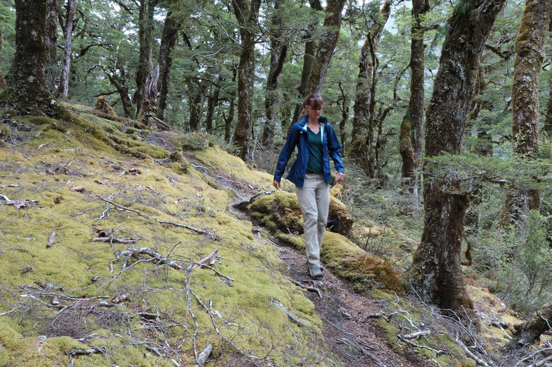 Hiker on an easier section of the Blue Valley Track along the drop to the Blue River