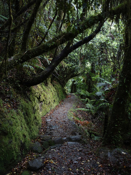 Most of the Callery Gorge Walk is under heavy forest canopy