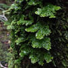 Green leaf covered tree along the Callery Gorge Trail