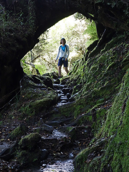 Hiker on the Alex Knob Track