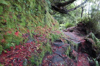 Christmas colors along the Alex Knob Track