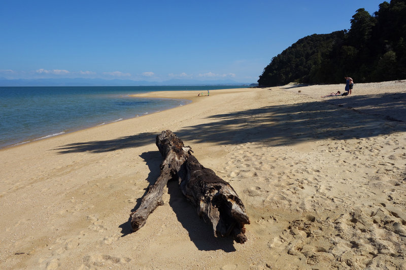 Driftwood at Apple Tree Bay