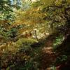 Fall colors along the Fish Lake Trail