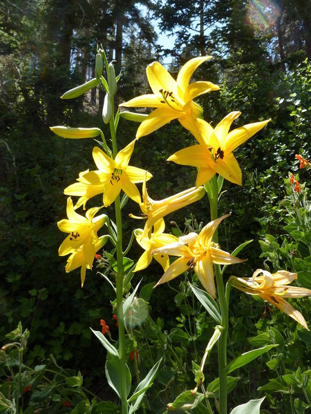 Lemon lillies at Little Jimmy Spring