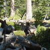 Nelson bighorn sheep near Icehouse Saddle