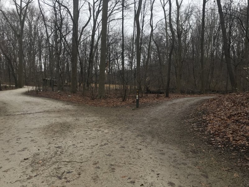 Trail split, keep right for Piney Woods Trail