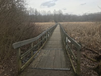 The beginning of a walkway through a wetland area