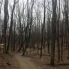 Trail winding through the park