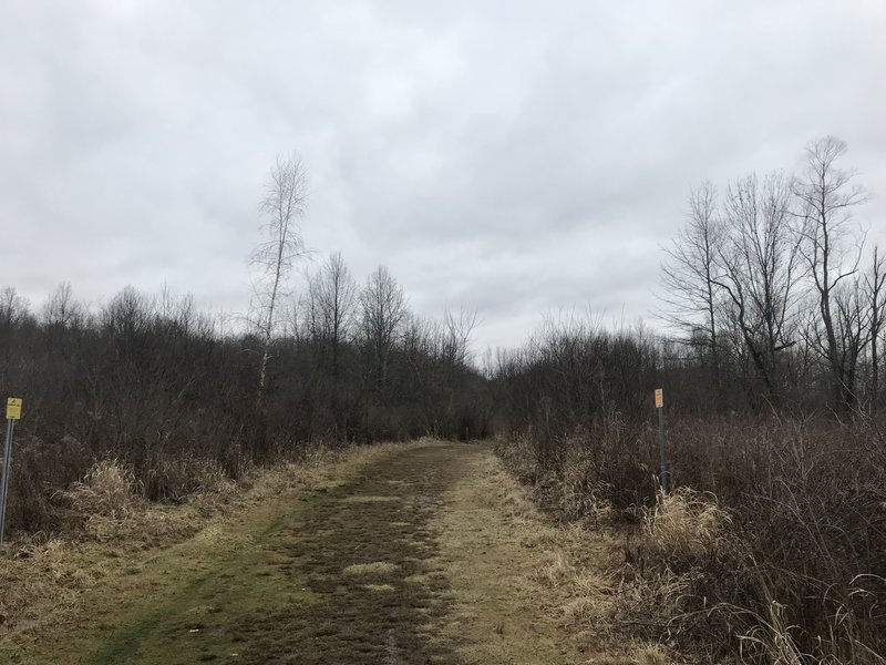 Leaving the trees and entering a small field