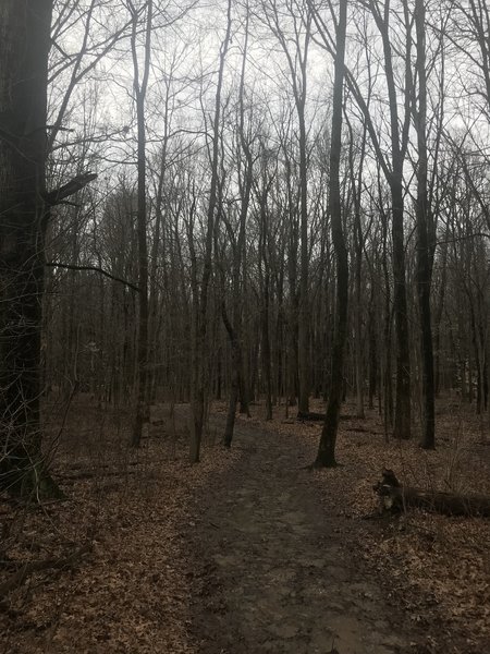 Heading into the woods