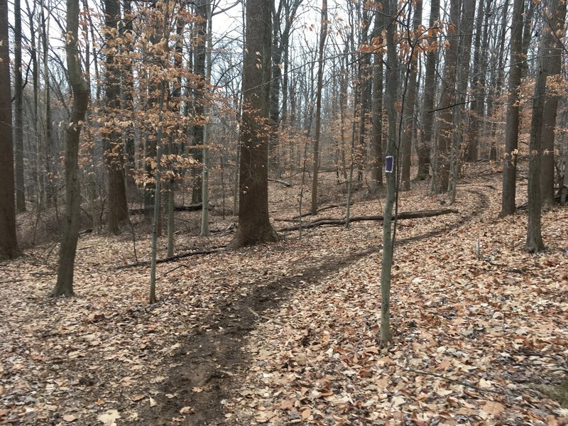 Blaze marking along trail. Trail turning is hidden, but it's on the left.