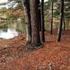 Just off the aptly named Pond Loop trail in Cliff Park, Pennsylvania