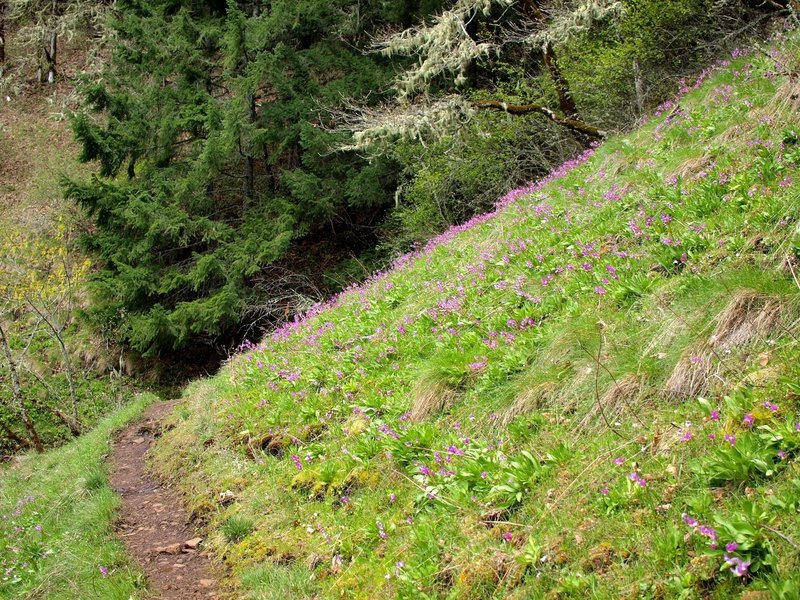 Wildflowers in the hanging meadows