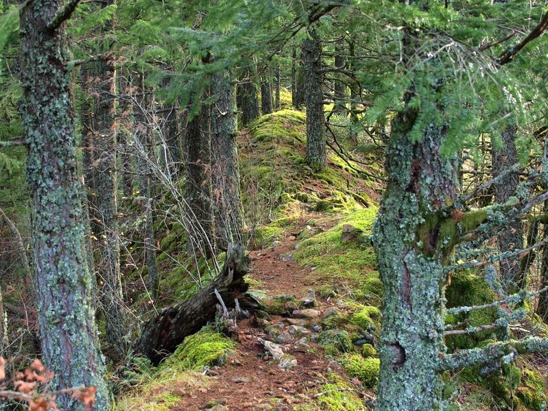 The use trail along the ridge