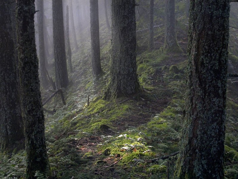 Along the Ruckel Ridge use trail