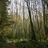 Neat section of moss covered white birches off of the Gazzam Loop Trail